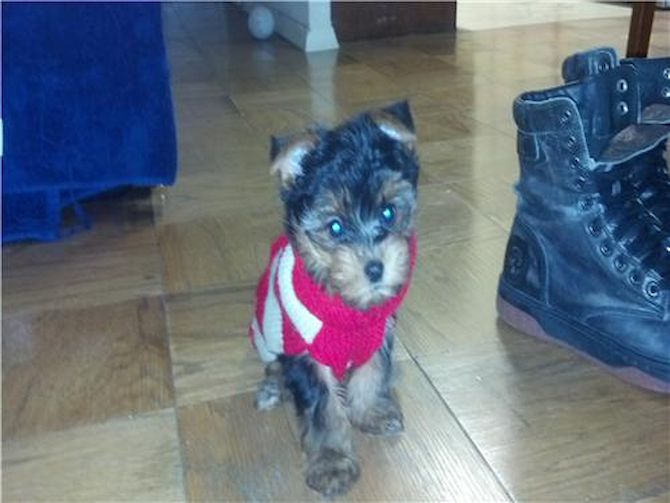 Brooklyn - Yankee Terrier Puppy For Sale Premier Pups Brooklyn - Yankee Terrier Puppy For Sale Premier Pups
