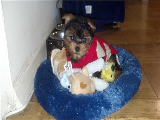 Brooklyn - Yorkshire Terrier Puppy For Sale Premier Pups Brooklyn - Yorkshire Terrier Puppy For Sale Premier Pups