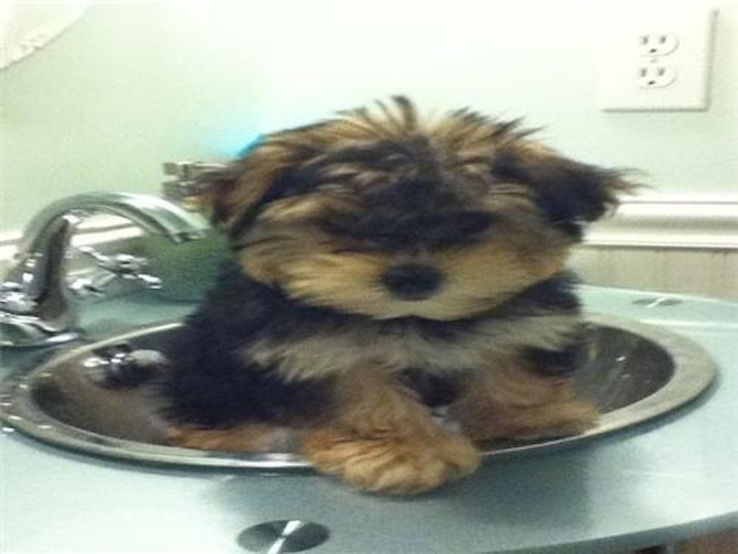 PEPSI - Morkie Puppy For Sale Premier Pups PEPSI - Morkie Puppy For Sale Premier Pups