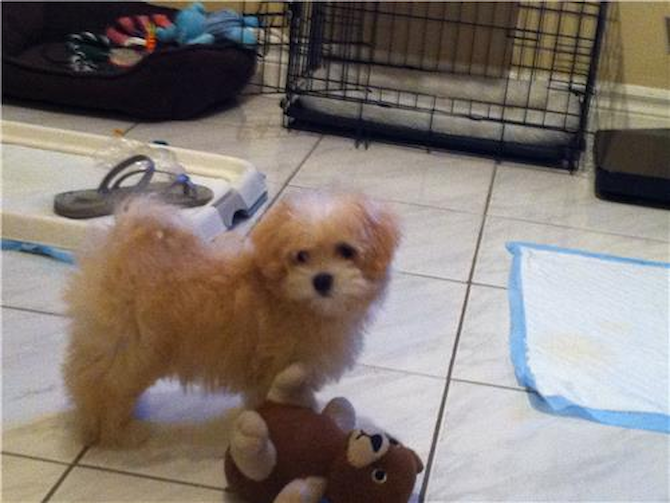 Hudson - Maltipoo Puppy For Sale Premier Pups Hudson - Maltipoo Puppy For Sale Premier Pups