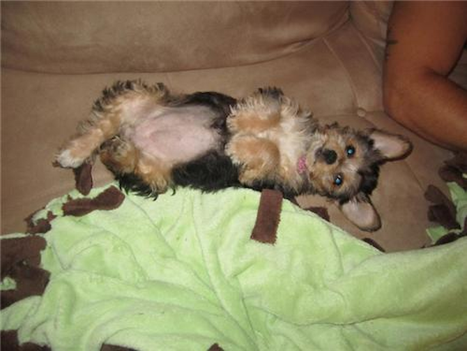 Emma - Yorkie Poo Puppy For Sale Premier Pups Emma - Yorkie Poo Puppy For Sale Premier Pups