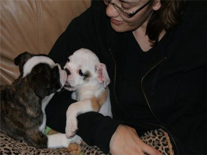Duke & Daisy AKADeseil & Chanelle - English Bulldog Puppy For Sale Premier Pups Duke & Daisy AKADeseil & Chanelle - English Bulldog Puppy For Sale Premier Pups