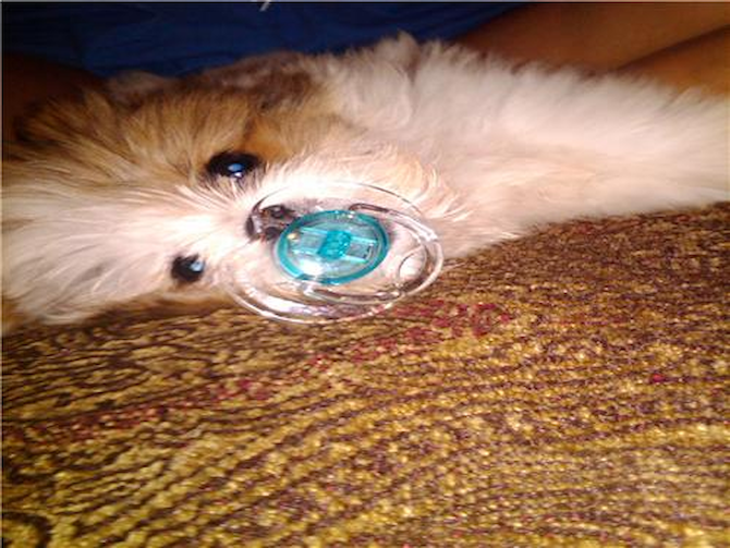 coco chanel - Maltipoo Puppy For Sale Premier Pups coco chanel - Maltipoo Puppy For Sale Premier Pups