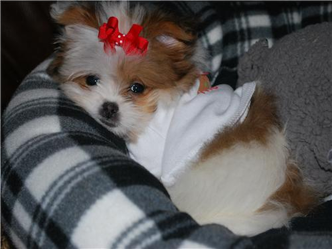 coco chanel - Maltipoo Puppy For Sale Premier Pups coco chanel - Maltipoo Puppy For Sale Premier Pups