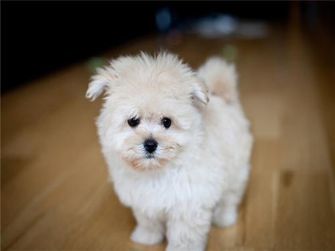 Nala - Maltipom Puppy For Sale Premier Pups Nala - Maltipom Puppy For Sale Premier Pups