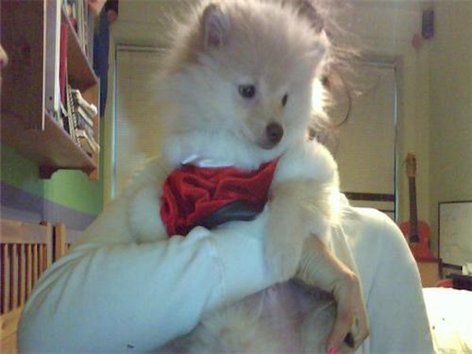 prince - Pomeranian Puppy For Sale Premier Pups prince - Pomeranian Puppy For Sale Premier Pups