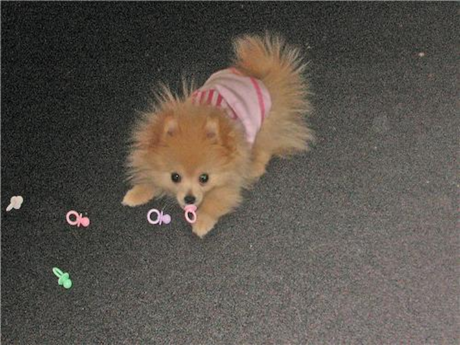 Kayla - Pomeranian Puppy For Sale Premier Pups Kayla - Pomeranian Puppy For Sale Premier Pups