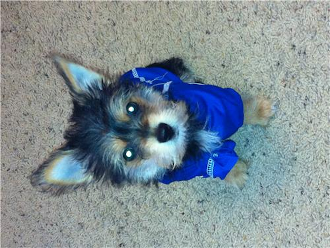 Bentley Formerly Samson - Morkie Puppy For Sale Premier Pups Bentley Formerly Samson - Morkie Puppy For Sale Premier Pups