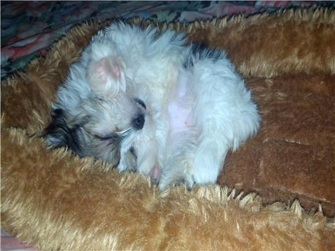 Sasha (previously Noya) - Parti Morkie Puppy For Sale Premier Pups Sasha (previously Noya) - Parti Morkie Puppy For Sale Premier Pups