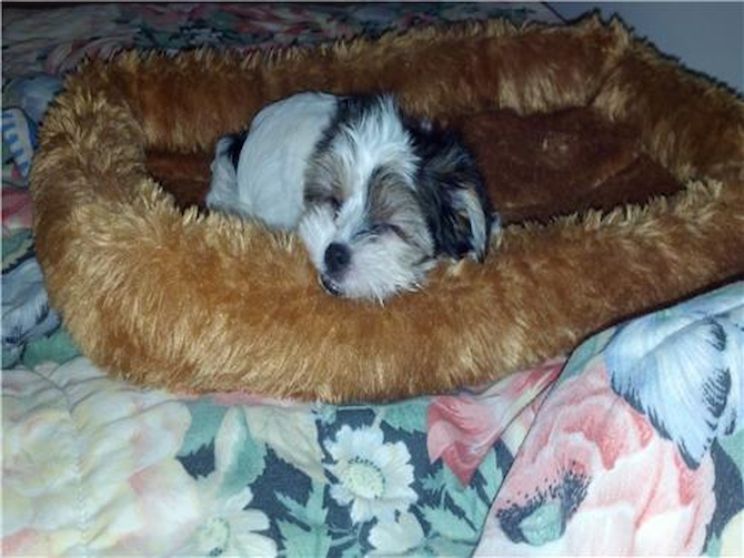 Sasha (previously Noya) - Parti Morkie Puppy For Sale Premier Pups Sasha (previously Noya) - Parti Morkie Puppy For Sale Premier Pups