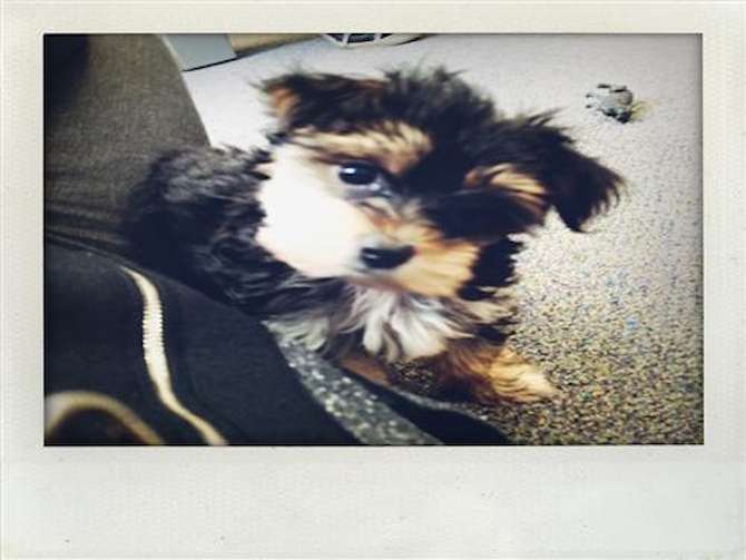 Jaxson (Samson) - Morkie Puppy For Sale Premier Pups Jaxson (Samson) - Morkie Puppy For Sale Premier Pups
