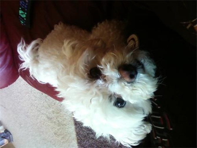 Diego - Maltese Puppy For Sale Premier Pups Diego - Maltese Puppy For Sale Premier Pups