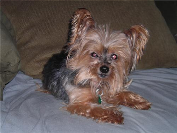 BB - Yorkshire Terrier Puppy For Sale Premier Pups BB - Yorkshire Terrier Puppy For Sale Premier Pups