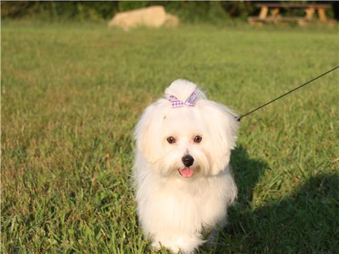 lilly - Maltese Puppy For Sale Premier Pups lilly - Maltese Puppy For Sale Premier Pups