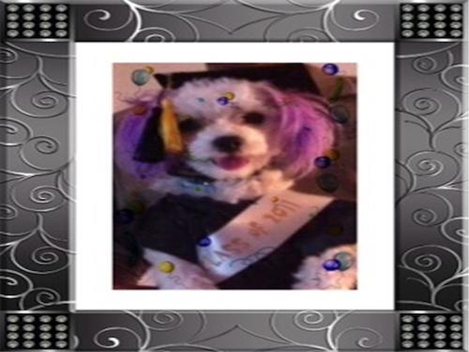 Chi Chi - Maltese Puppy For Sale Premier Pups Chi Chi - Maltese Puppy For Sale Premier Pups