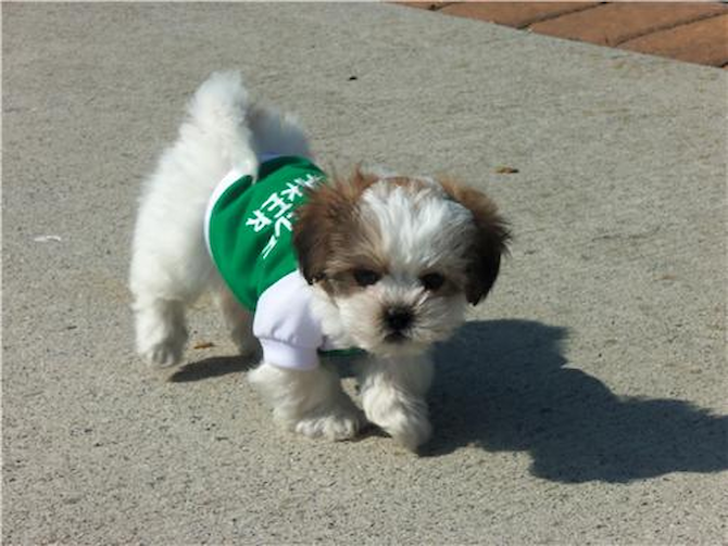 Teddy - Teddy Bear Puppy For Sale Premier Pups Teddy - Teddy Bear Puppy For Sale Premier Pups