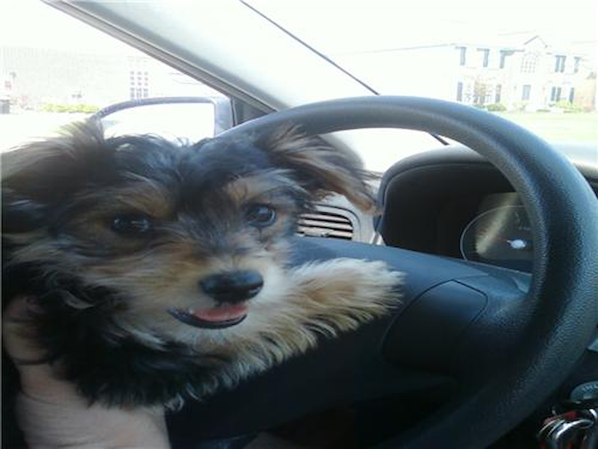 Khloe (aka Sandy) - Yorkie Poo Puppy For Sale Premier Pups Khloe (aka Sandy) - Yorkie Poo Puppy For Sale Premier Pups