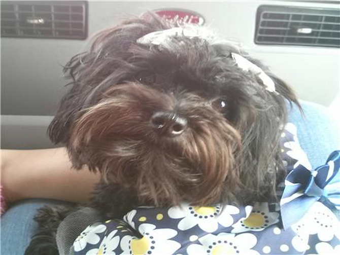 Happy 1St.Birthday Pebbles! - Yorkie Poo Puppy For Sale Premier Pups Happy 1St.Birthday Pebbles! - Yorkie Poo Puppy For Sale Premier Pups