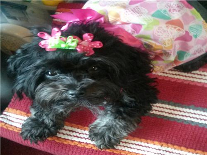 Happy 1St.Birthday Pebbles! - Yorkie Poo Puppy For Sale Premier Pups Happy 1St.Birthday Pebbles! - Yorkie Poo Puppy For Sale Premier Pups