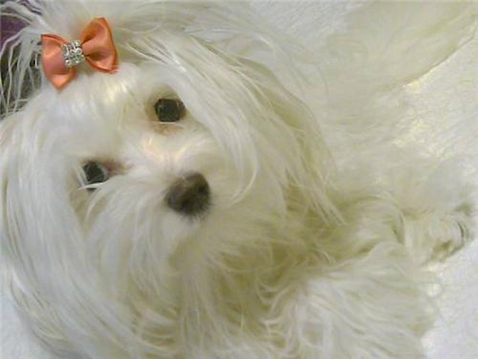 Madison - Maltese Puppy For Sale Premier Pups Madison - Maltese Puppy For Sale Premier Pups