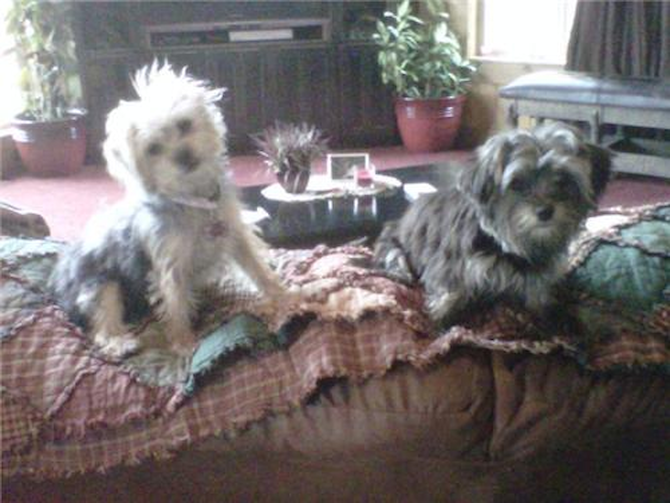 Sophie and Tex - Morkie Puppy For Sale Premier Pups Sophie and Tex - Morkie Puppy For Sale Premier Pups