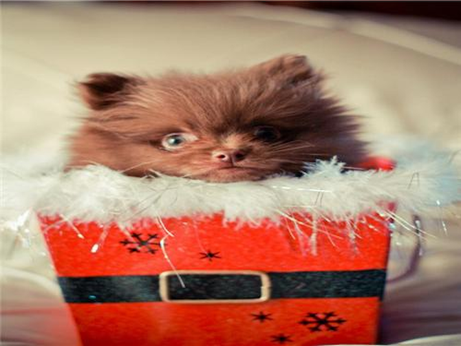 Bear (Cocoa) - Pomeranian Puppy For Sale Premier Pups Bear (Cocoa) - Pomeranian Puppy For Sale Premier Pups
