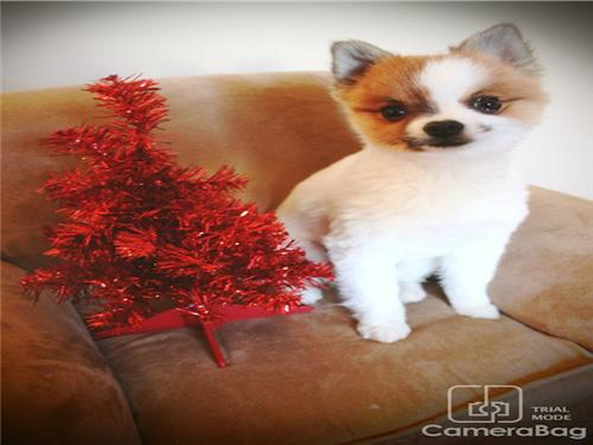 Wrigley (Larry) - Pomeranian Puppy For Sale Premier Pups Wrigley (Larry) - Pomeranian Puppy For Sale Premier Pups