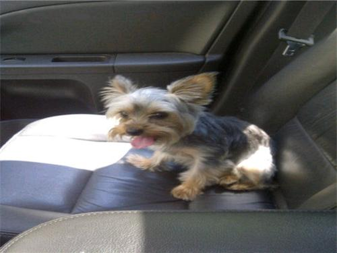 Ziggy - Yorkshire Terrier Puppy For Sale Premier Pups Ziggy - Yorkshire Terrier Puppy For Sale Premier Pups