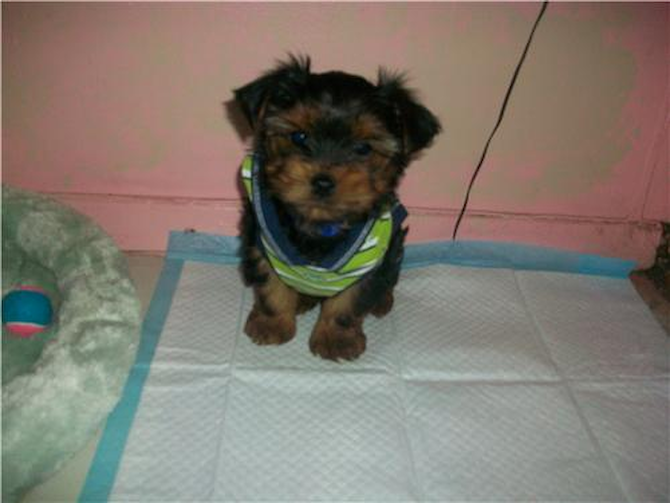 Sonny previously jeremy - Yorkshire Terrier Puppy For Sale Premier Pups Sonny previously jeremy - Yorkshire Terrier Puppy For Sale Premier Pups