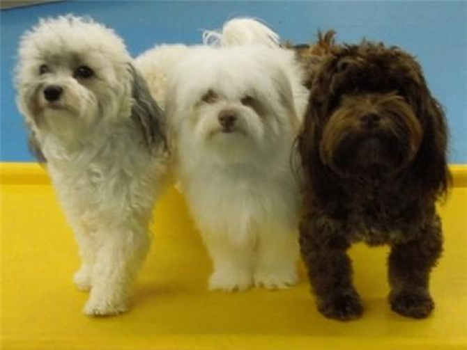 Rosie, Joy, & Cuddles - Havanese Puppy For Sale Premier Pups Rosie, Joy, & Cuddles - Havanese Puppy For Sale Premier Pups