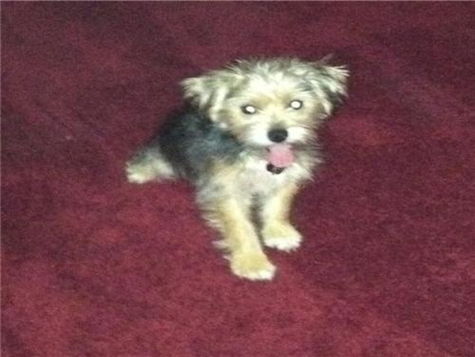 Oliver - Morkie Puppy For Sale Premier Pups Oliver - Morkie Puppy For Sale Premier Pups