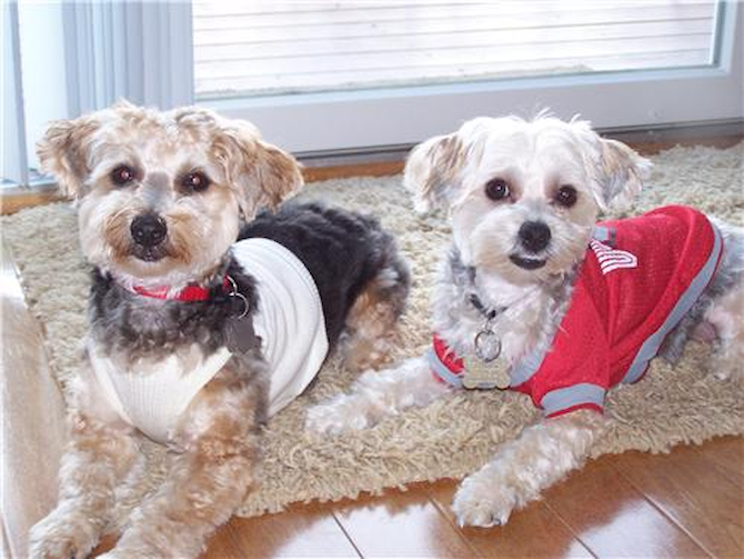 Toby and Elsie - Yorkie Poo Puppy For Sale Premier Pups Toby and Elsie - Yorkie Poo Puppy For Sale Premier Pups