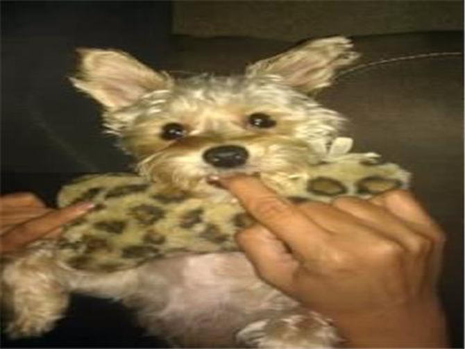 Johnny - Morkie Puppy For Sale Premier Pups Johnny - Morkie Puppy For Sale Premier Pups