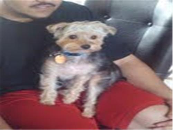 Johnny - Morkie Puppy For Sale Premier Pups Johnny - Morkie Puppy For Sale Premier Pups