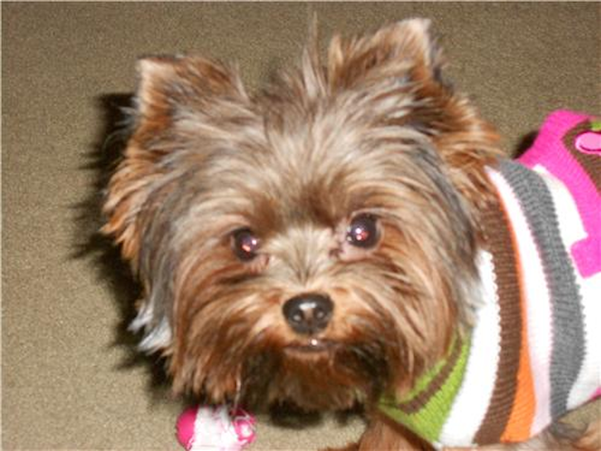 Bailee - Yorkshire Terrier Puppy For Sale Premier Pups Bailee - Yorkshire Terrier Puppy For Sale Premier Pups
