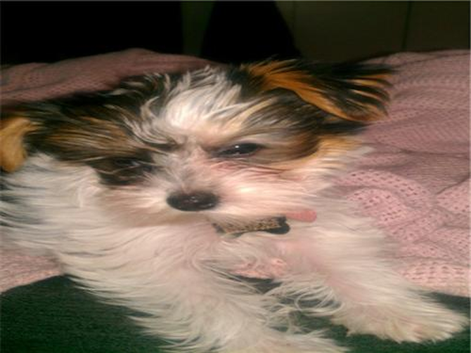 Lexi - Parti Yorkshire Terrier Puppy For Sale Premier Pups Lexi - Parti Yorkshire Terrier Puppy For Sale Premier Pups