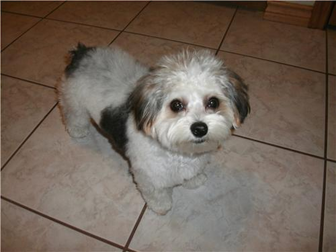 Cali - Morkie Puppy For Sale Premier Pups Cali - Morkie Puppy For Sale Premier Pups