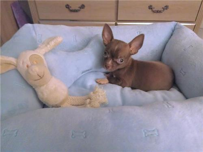 Caesar - Chihuahua Puppy For Sale Premier Pups Caesar - Chihuahua Puppy For Sale Premier Pups