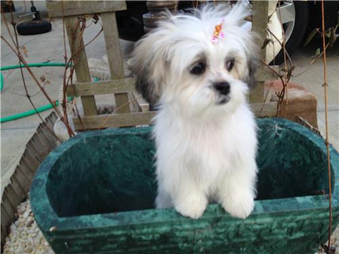Val Northup - Teddy Bear Puppy For Sale Premier Pups Val Northup - Teddy Bear Puppy For Sale Premier Pups