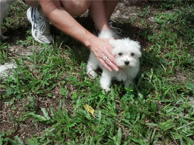 Minnie <3 - Maltese Puppy For Sale Premier Pups Minnie <3 - Maltese Puppy For Sale Premier Pups