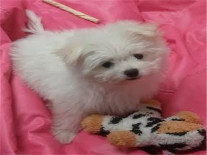 Tank (Snow) - Maltipom Puppy For Sale Premier Pups Tank (Snow) - Maltipom Puppy For Sale Premier Pups