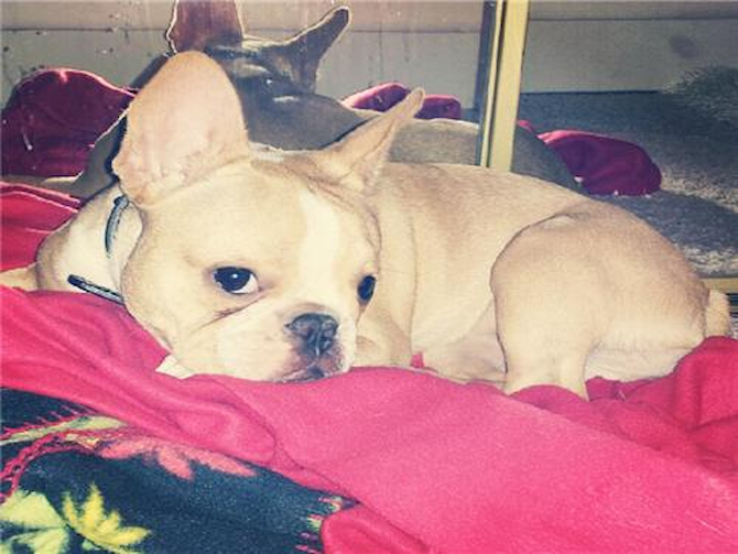 Bella Kodak - French Bulldog Puppy For Sale Premier Pups Bella Kodak - French Bulldog Puppy For Sale Premier Pups