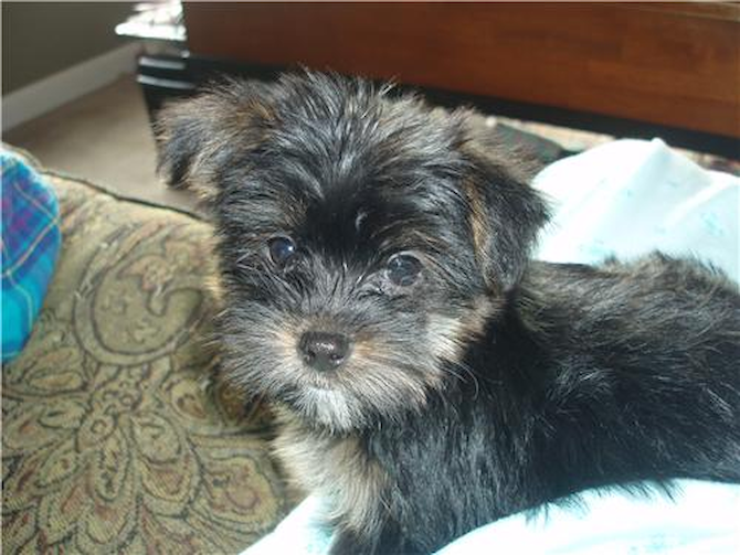 Cooper aka Theodore - Morkie Puppy For Sale Premier Pups Cooper aka Theodore - Morkie Puppy For Sale Premier Pups