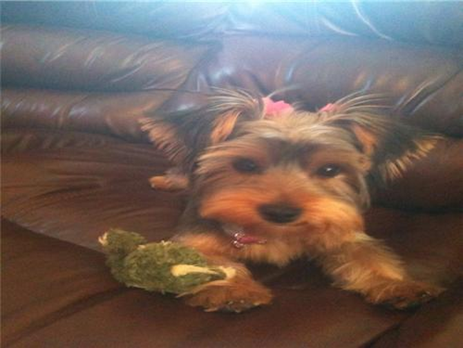 Princess Bella (Lisa) - Yorkshire Terrier Puppy For Sale Premier Pups Princess Bella (Lisa) - Yorkshire Terrier Puppy For Sale Premier Pups