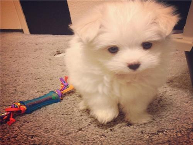 Ellie (aka Myra) - Maltipom Puppy For Sale Premier Pups Ellie (aka Myra) - Maltipom Puppy For Sale Premier Pups