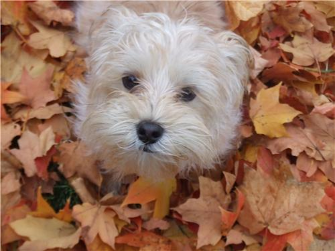 Chloe - Morkie Puppy For Sale Premier Pups Chloe - Morkie Puppy For Sale Premier Pups