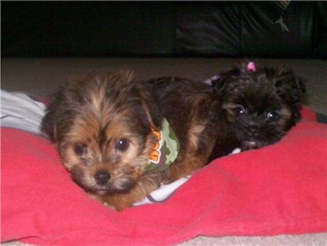 Tucker & Bubbles (formerly Care Bear & Teddy) - Shorkie Puppy For Sale Premier Pups Tucker & Bubbles (formerly Care Bear & Teddy) - Shorkie Puppy For Sale Premier Pups