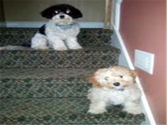 Holly and Hampton - Cavachon Puppy For Sale Premier Pups Holly and Hampton - Cavachon Puppy For Sale Premier Pups