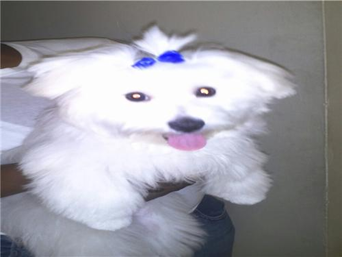 Nano - Maltese Puppy For Sale Premier Pups Nano - Maltese Puppy For Sale Premier Pups