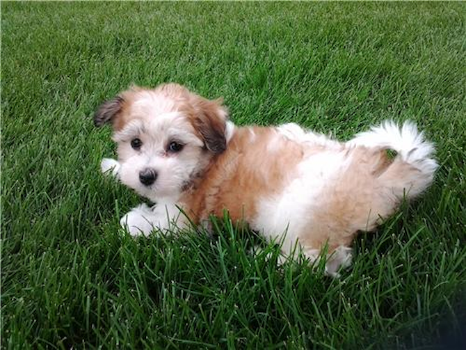 Snoopy - Havanese Puppy For Sale Premier Pups Snoopy - Havanese Puppy For Sale Premier Pups